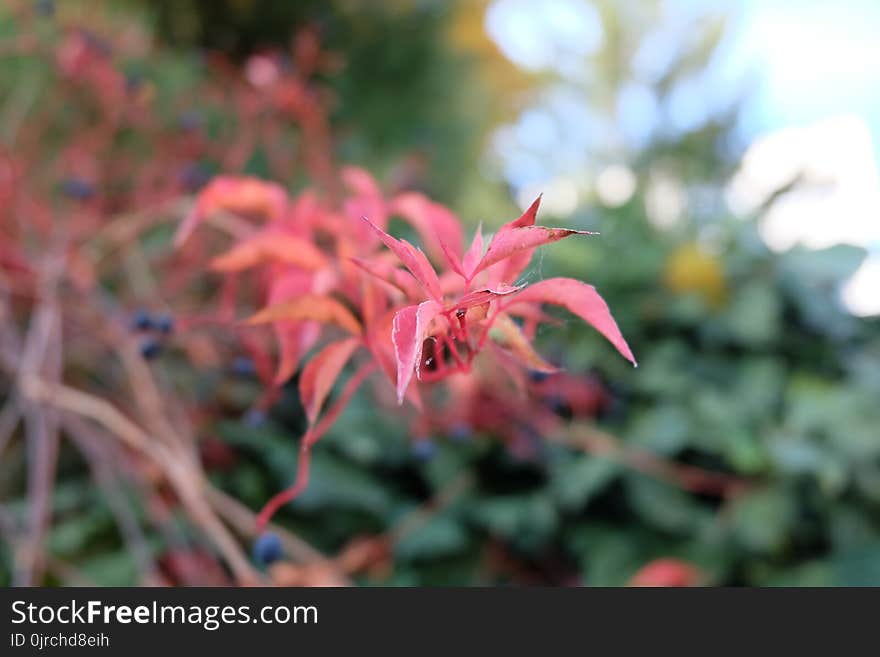 Flora, Plant, Flower, Pink