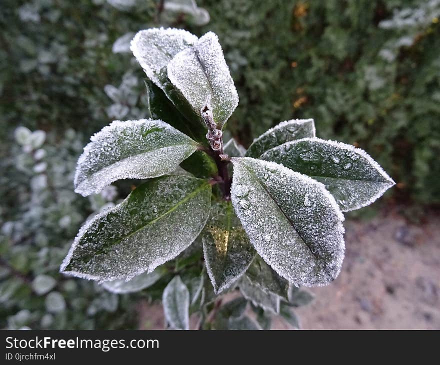 Leaf, Plant, Flora, Frost