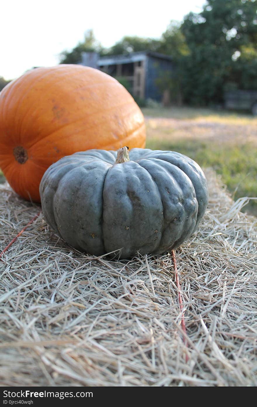 Pumpkin, Winter Squash, Cucurbita, Calabaza