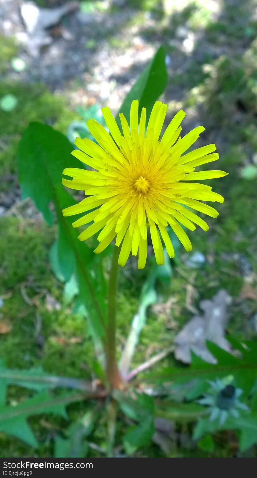 Flower, Yellow, Flora, Dandelion