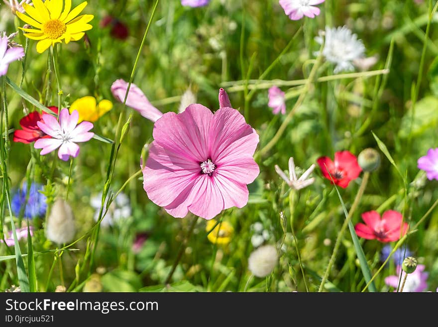 Flower, Plant, Flora, Flowering Plant