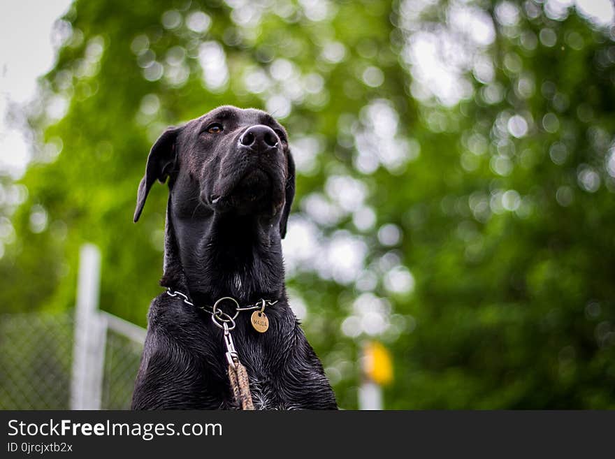 Dog, Black, Dog Breed, Mammal