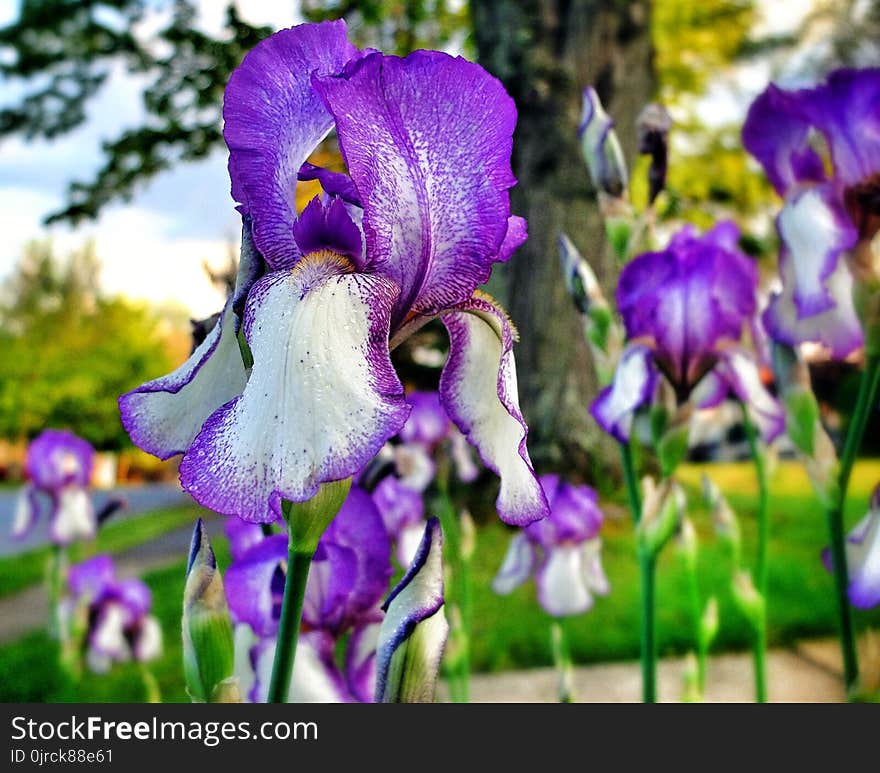 Flower, Plant, Flora, Purple