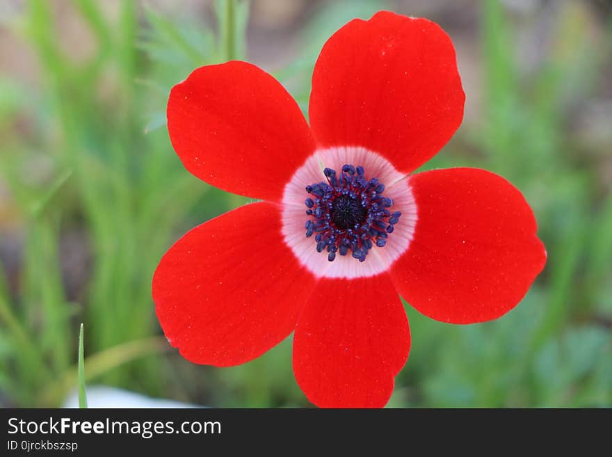 Flower, Red, Wildflower, Flowering Plant