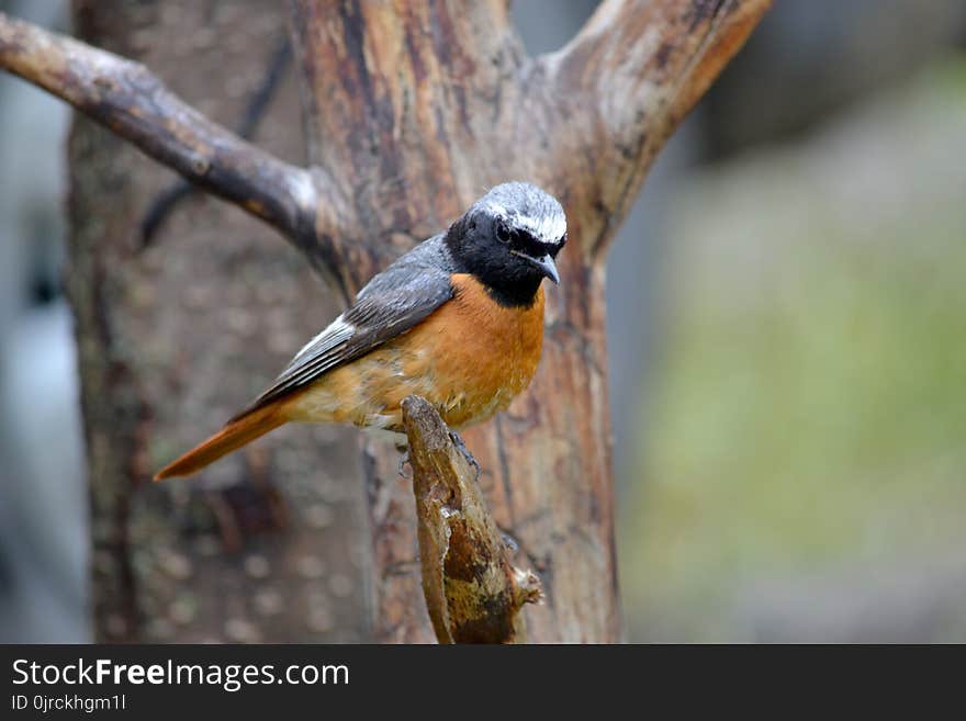 Bird, Beak, Fauna, Old World Flycatcher