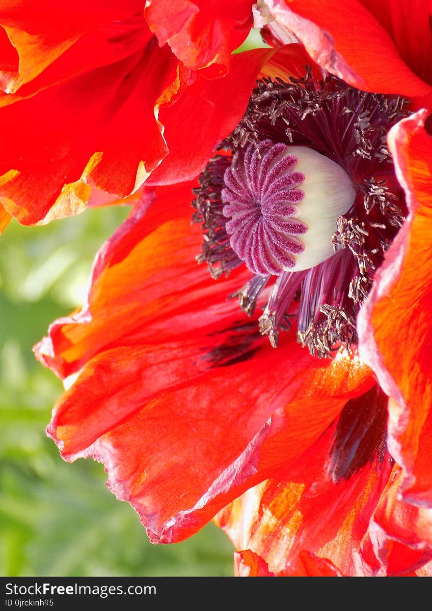 Flower, Flowering Plant, Orange, Petal