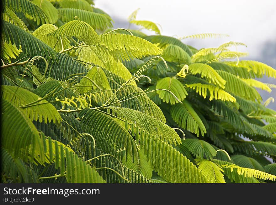 Vegetation, Leaf, Plant, Biome