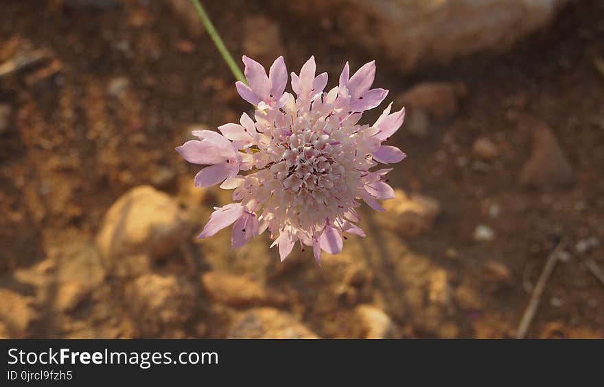 Flower, Flora, Plant, Wildflower