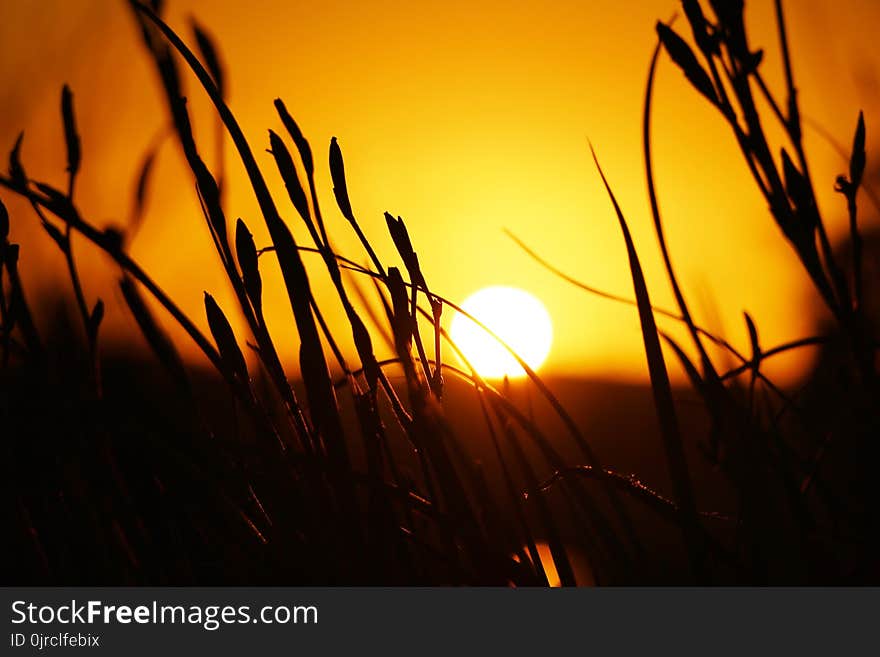 Sun, Yellow, Sky, Sunset