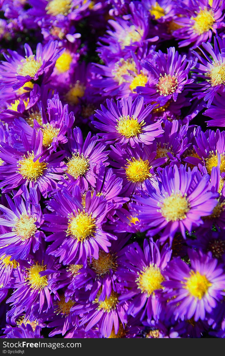 Flower, Aster, Plant, Purple