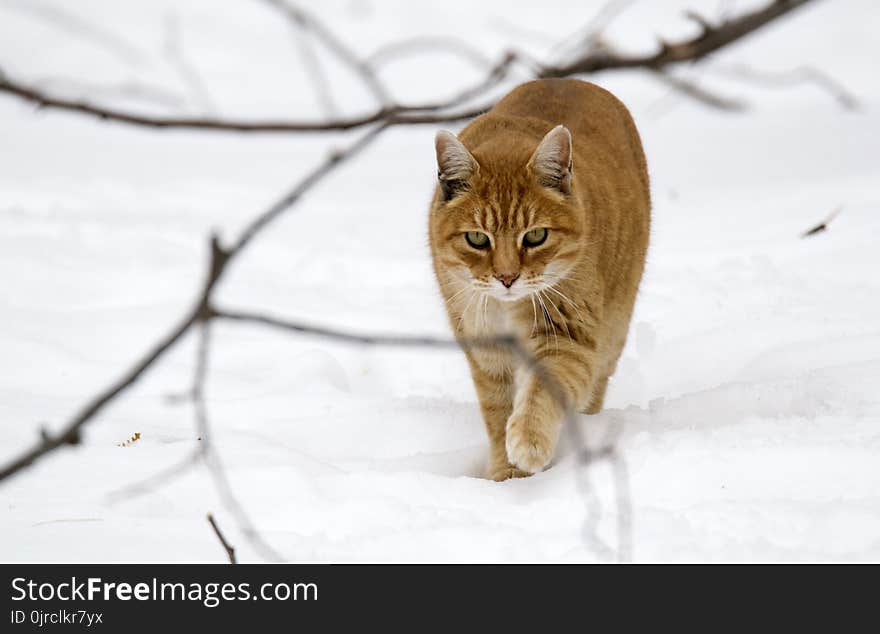 Cat, Mammal, Small To Medium Sized Cats, Fauna