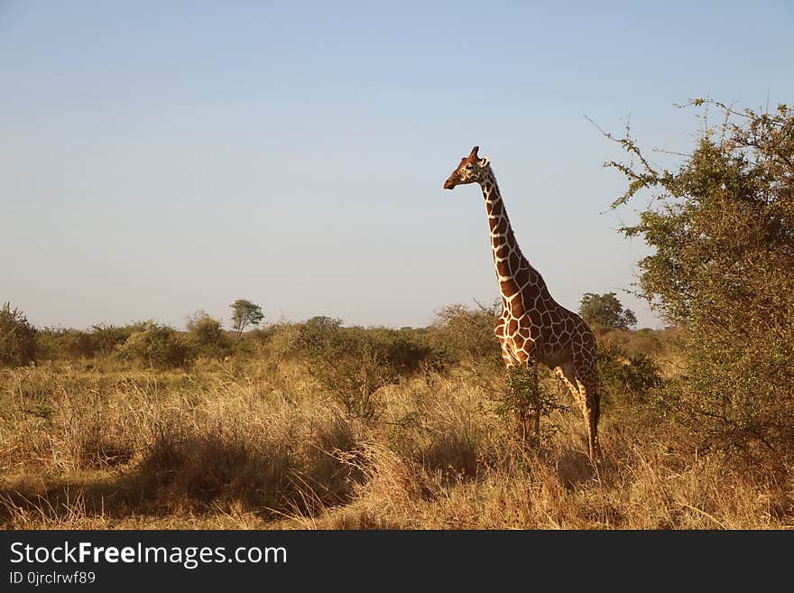 Giraffe, Wildlife, Terrestrial Animal, Grassland