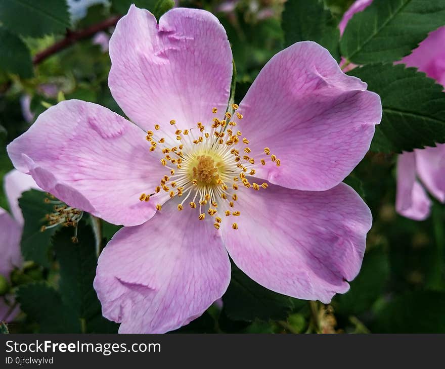 Flower, Rosa Canina, Rose Family, Rosa Palustris