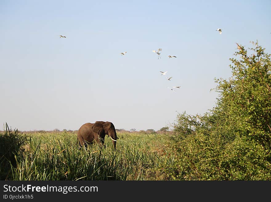 Ecosystem, Grassland, Wildlife, Fauna