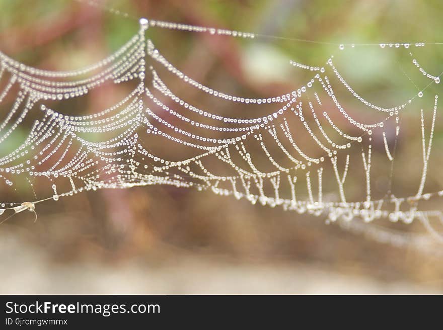 Spider Web, Water, Close Up, Moisture