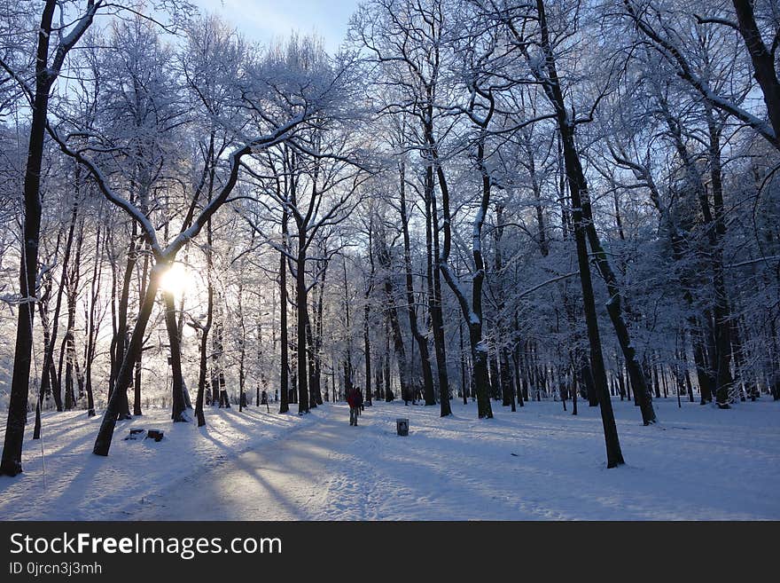 Winter, Snow, Sky, Tree