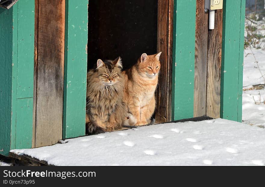 Cat, Small To Medium Sized Cats, Fauna, Whiskers