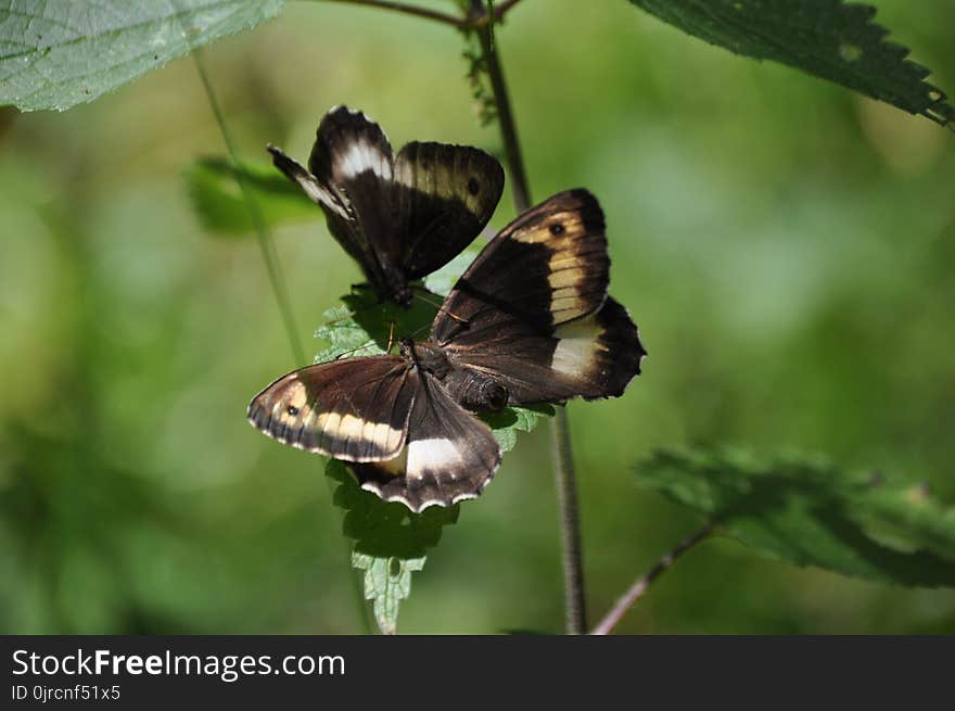 Butterfly, Moths And Butterflies, Insect, Brush Footed Butterfly