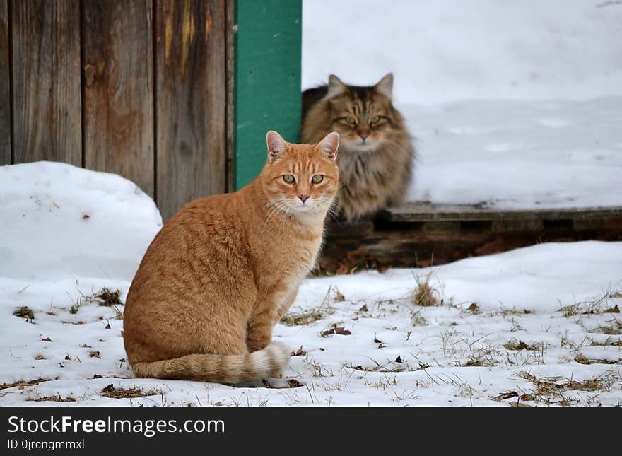 Cat, Mammal, Small To Medium Sized Cats, Fauna