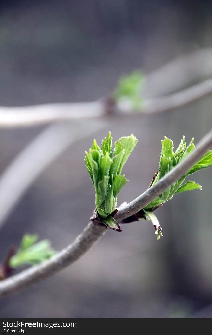 Leaf, Branch, Plant, Bud