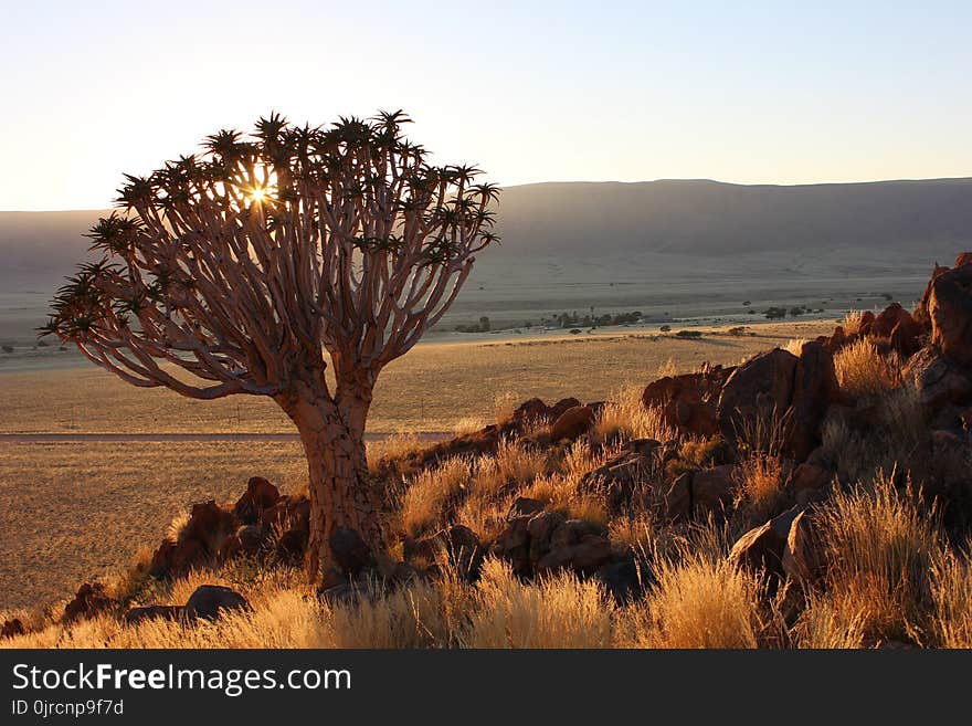 Ecosystem, Vegetation, Wilderness, Shrubland