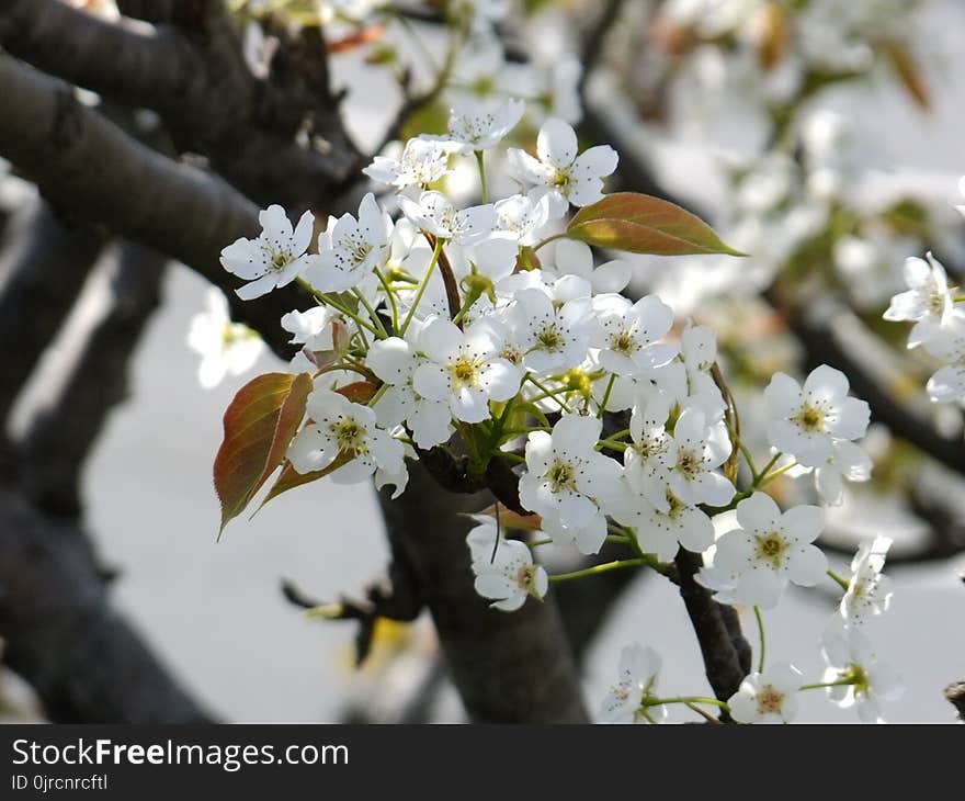 Blossom, Spring, Plant, Flora