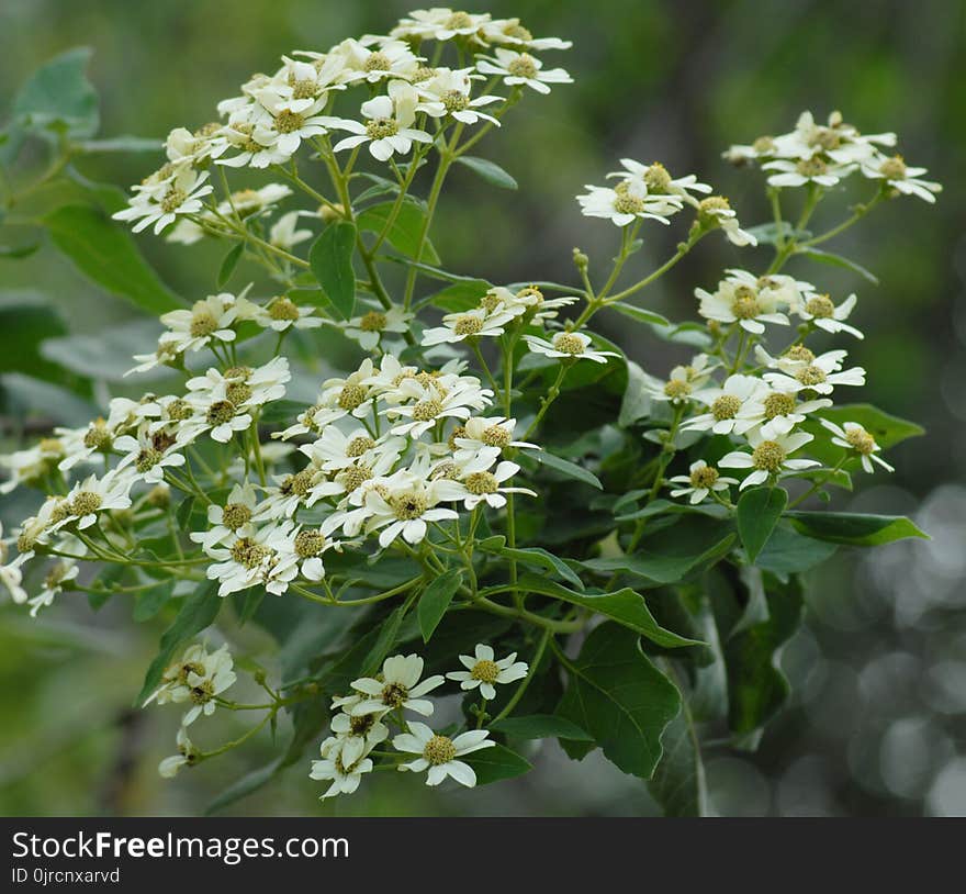 Plant, Cow Parsley, Nannyberry, Flower