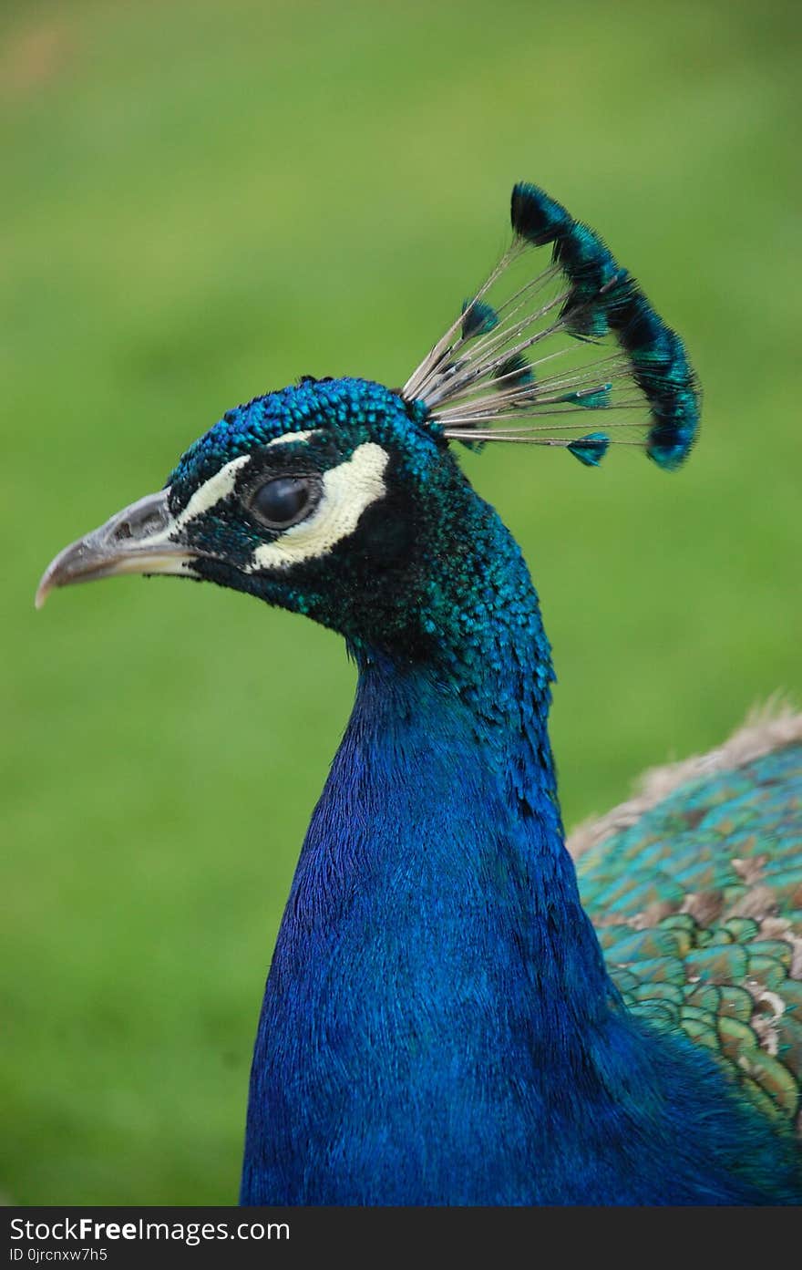 Peafowl, Bird, Beak, Feather