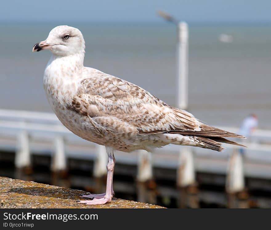 Bird, Gull, Seabird, European Herring Gull