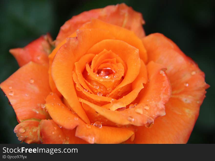 Orange, Rose, Garden Roses, Flower