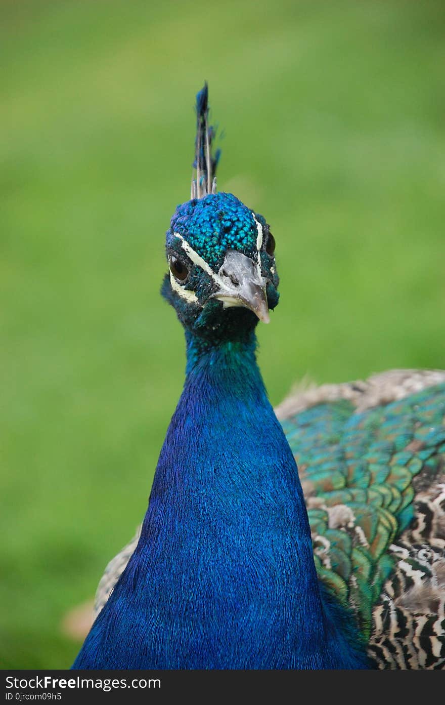 Peafowl, Bird, Beak, Galliformes