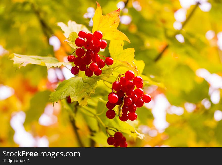 Autumn, Leaf, Fruit, Sunlight