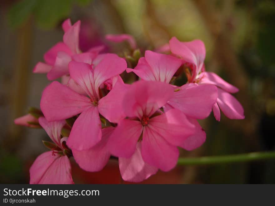 Flower, Pink, Plant, Flora