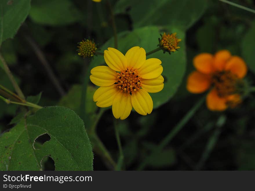 Flower, Yellow, Flora, Plant