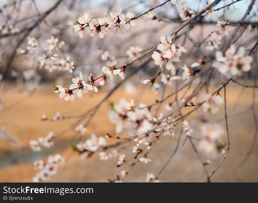 Blossom, Branch, Flower, Plant