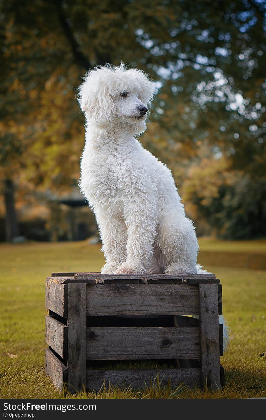 Dog Like Mammal, Dog Breed, Grass, Bichon Frisé