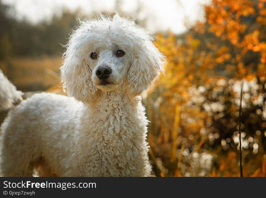 Dog Like Mammal, Dog Breed, Dog, Standard Poodle