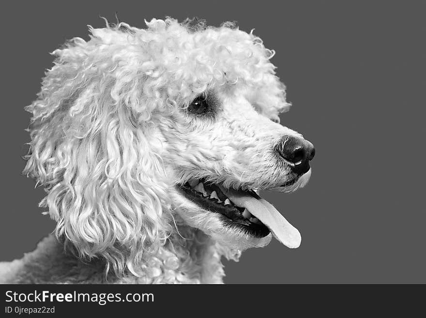 Dog, Dog Like Mammal, Black And White, Dog Breed