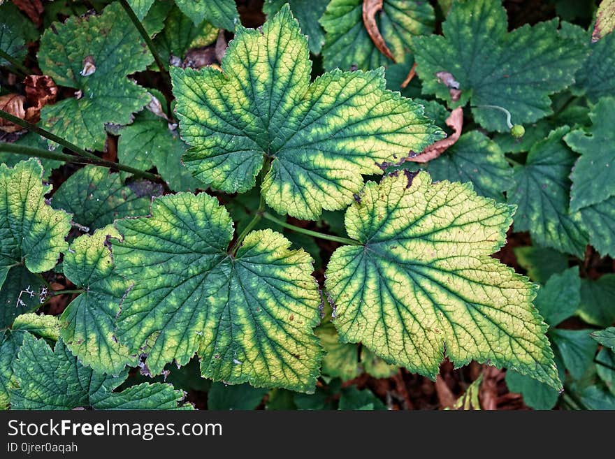 Plant, Leaf, Herb, Flower