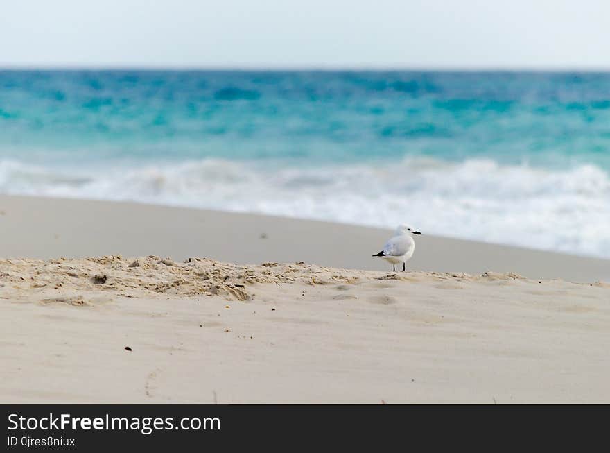 Sea, Shore, Ocean, Body Of Water