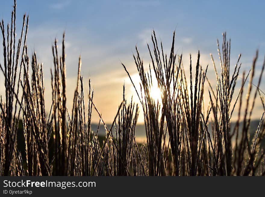 Sky, Grass, Grass Family, Phragmites