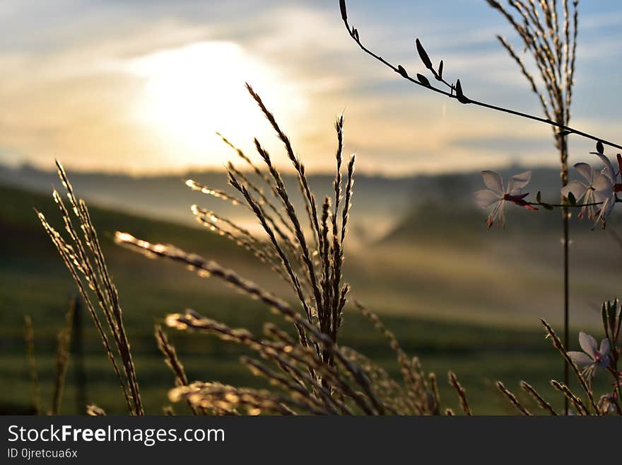 Sky, Grass, Morning, Grass Family