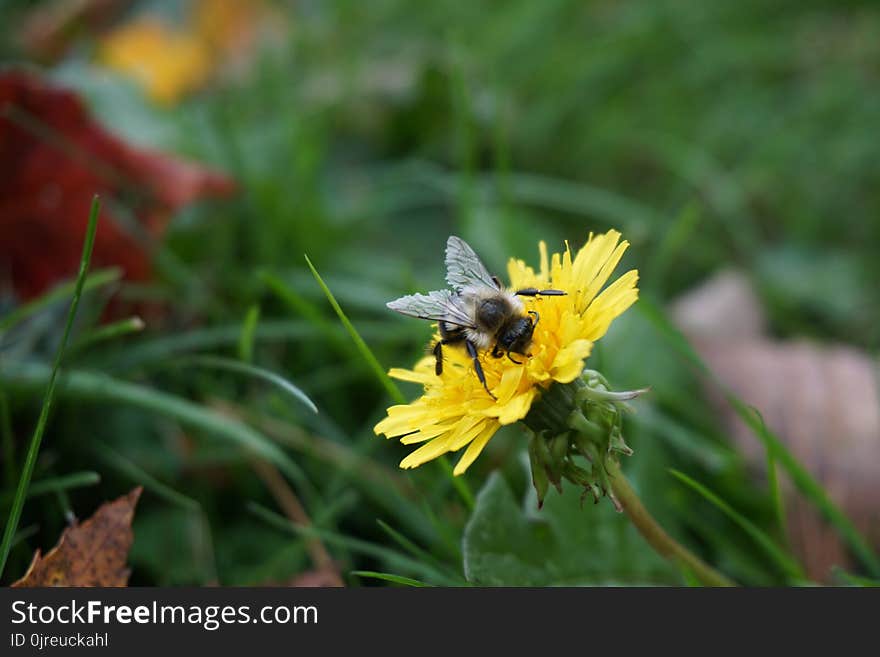 Bee, Insect, Flora, Nectar