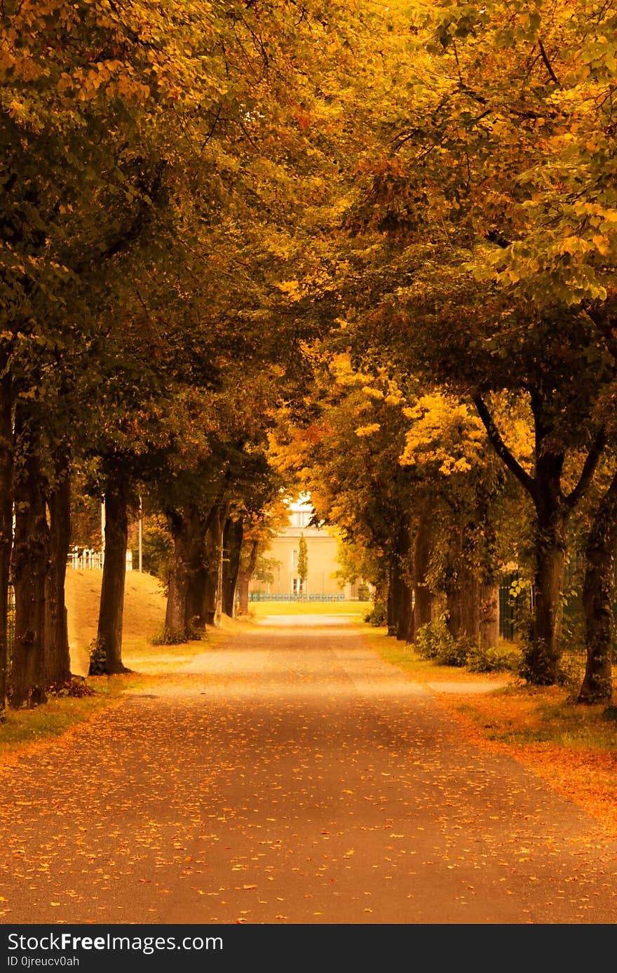 Nature, Autumn, Leaf, Tree