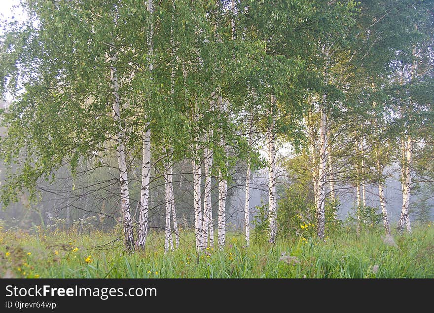 Tree, Ecosystem, Birch, Grove