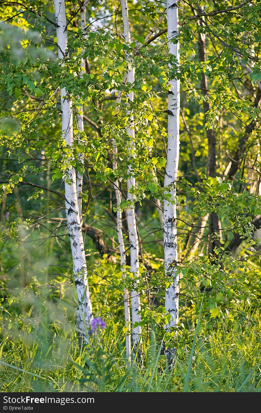 Tree, Birch, Leaf, Temperate Broadleaf And Mixed Forest