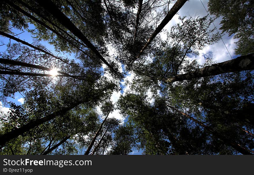 Tree, Sky, Nature, Woody Plant