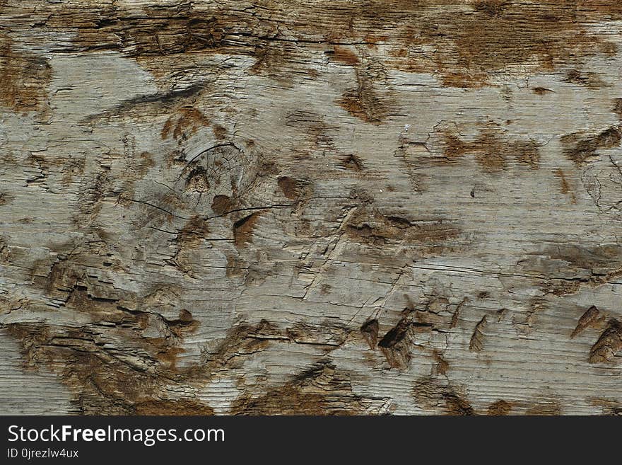 Wood, Texture, Tree, Trunk