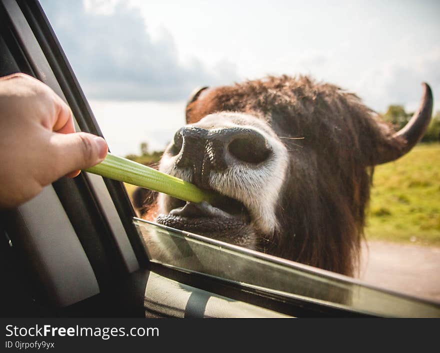 Person Feeding Vegetable on Brown Animal