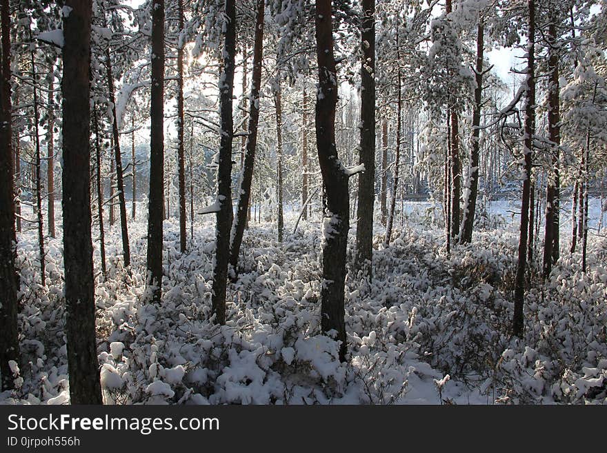 Photo of Forest Covered of Snow